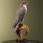 Giervalk Taxidermie Opgezette Dieren By Max, Verzamelen, Dierenverzamelingen, Ophalen of Verzenden, Nieuw, Vogel, Opgezet dier