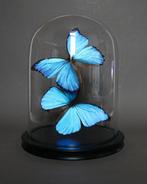 Papillon Support de corps entier pour taxidermie - Morpho