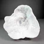 Superb Bowl Coral Koraal - Halomitra pileus (with Import, Verzamelen, Nieuw