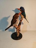 Paartje gebandeerde ijsvogels Taxidermie volledige montage -, Collections, Collections Animaux