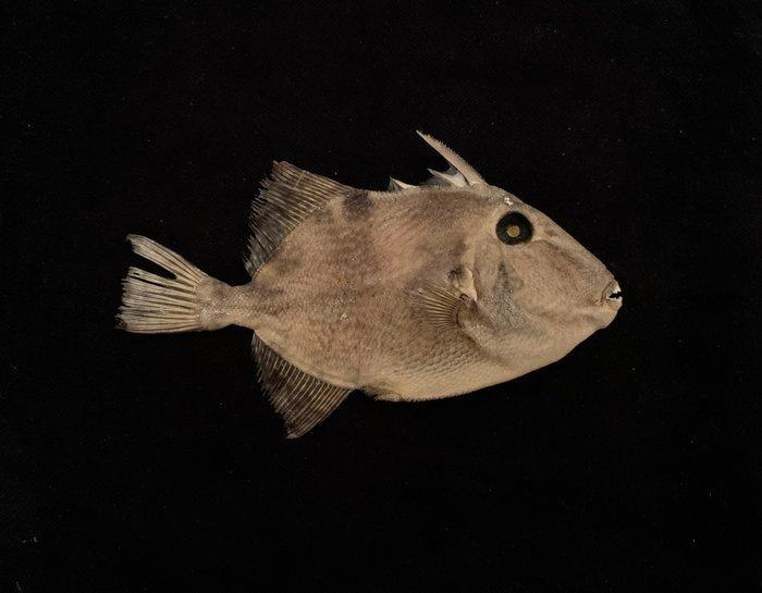 Ongebruikelijke partij zeesterren en diepzeevissen., Verzamelen, Dierenverzamelingen