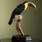 Chocotoekan Taxidermie Opgezette Dieren By Max, Ophalen of Verzenden, Nieuw, Vogel, Opgezet dier