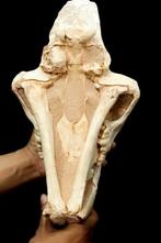 Fossiles - Crâne fossile - Amphimachairodus ( saber-toothed