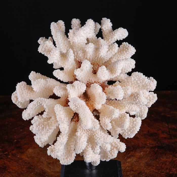 Exclusieve witte koraaltak - Elegante basis van hout en, Verzamelen, Dierenverzamelingen