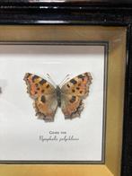 Vlinder Taxidermie volledige montage - Nymphalis - 16 cm -, Verzamelen, Nieuw