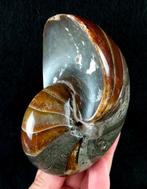 Excellent nautilus!!! — couleurs impressionnantes - Animal, Verzamelen