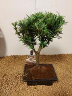 Boeddha-den bonsai (Podocarpus macrophyllus) - Hoogte