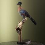 Purperkuiftoerako Taxidermie Opgezette Dieren By Max, Verzamelen, Ophalen of Verzenden, Nieuw, Vogel, Opgezet dier