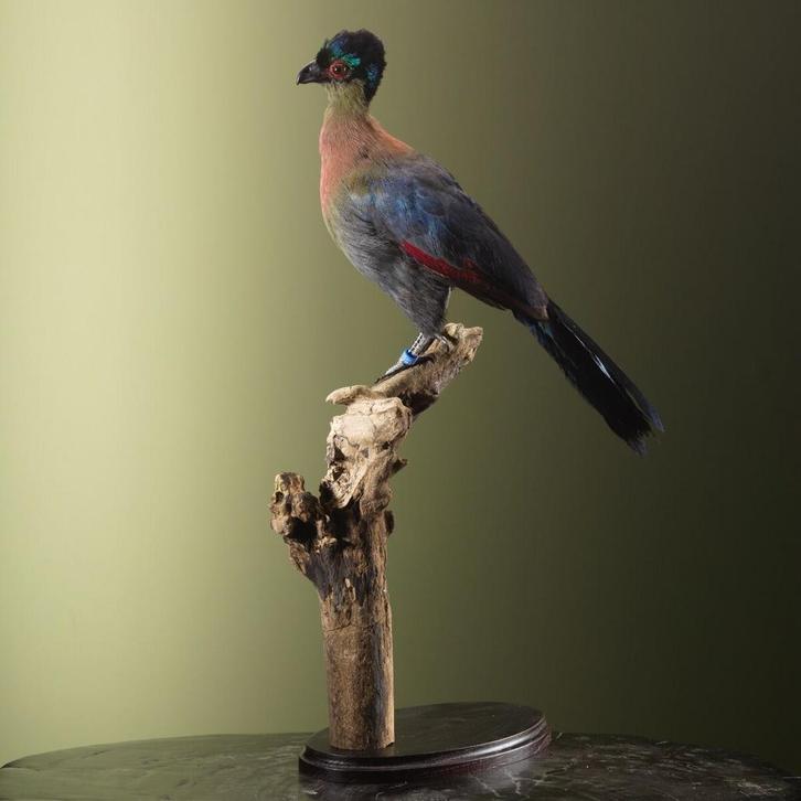 Purperkuiftoerako Taxidermie Opgezette Dieren By Max, Verzamelen, Dierenverzamelingen, Opgezet dier, Nieuw, Vogel, Ophalen of Verzenden