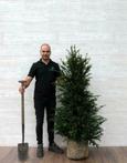 Taxus | Venijnboom ( Taxus baccata ) haagplanten kopen