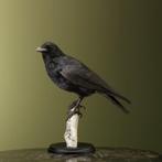 Kraai Taxidermie Opgezette Dieren By Max, Verzamelen, Dierenverzamelingen, Ophalen of Verzenden, Nieuw, Vogel, Opgezet dier
