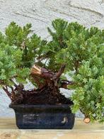 Jeneverbes bonsai (Juniperus) - Hoogte (boom): 18 cm -, Antiek en Kunst