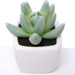 Actie succulent lichtgroen  in wit potje 7cm 868791, Huis en Inrichting, Woonaccessoires | Kunstplanten en Kunstbloemen, Nieuw