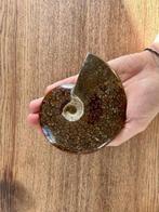 Ammoniet - Gefossiliseerde schelp - Ammonite indet. - 12 cm