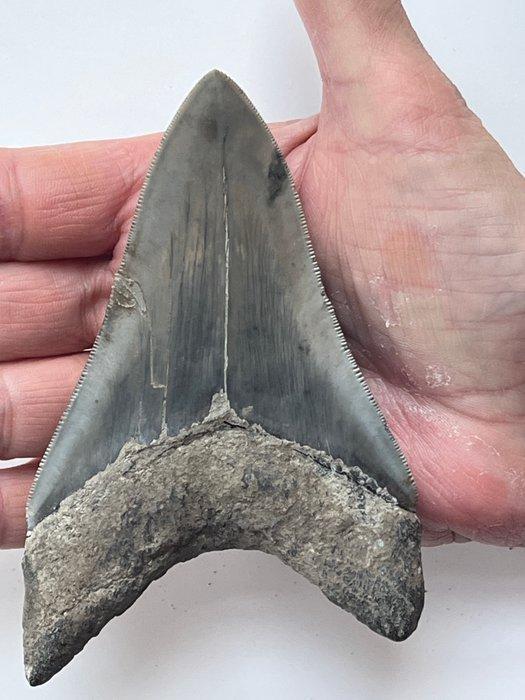 Megalodon tand 11,7 cm - Fossiele tand - Carcharocles, Verzamelen, Mineralen en Fossielen