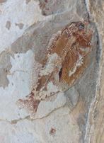 Vis - Gefossiliseerd dier, Verzamelen