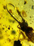 Barnsteen (Zonder minimumprijs), Verzamelen