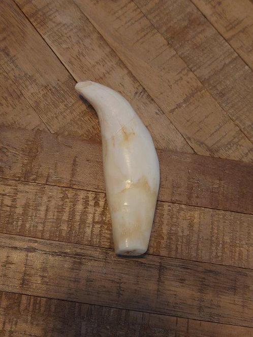 Ours polaire Dent - Ursus maritimus - 93 mm - 28 mm - 18 mm-, Verzamelen, Dierenverzamelingen