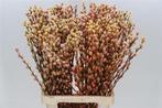 Katjeswilg gekleurde wilgenkatjes salix sunshine/oranje