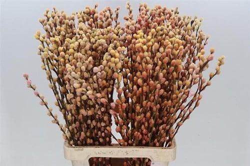 Katjeswilg gekleurde wilgenkatjes salix sunshine/oranje, Hobby & Loisirs créatifs, Bricolage
