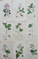 James Edward Smith (1759/ 1828) - James Sowerby (1757/ 1822)