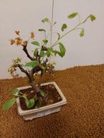 Malus bonsai (Malus sargentii) - Hoogte (boom): 25 cm -