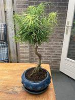 Lariks bonsai (Larix) - Hoogte (boom): 40 cm - Diepte