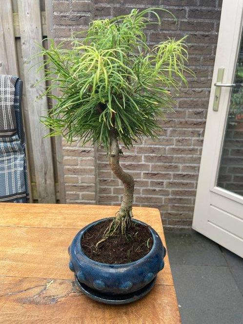 Lariks bonsai (Larix) - Hoogte (boom): 40 cm - Diepte, Antiek en Kunst, Curiosa en Brocante