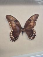 Wanddecoratie - Set van vier vlinderpreparaten - achter glas, Verzamelen, Nieuw