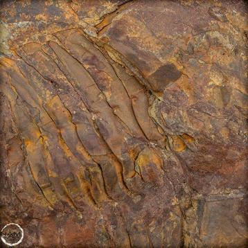 Fossile dun gros trilobite - Hollardops mesocristata,