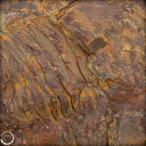 Fossile dun gros trilobite - Hollardops mesocristata,, Verzamelen, Mineralen en Fossielen