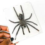 Set van 10 Java Yellow Knee Tarantulas, Medium/Large, Nieuw