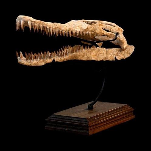 Crocodile - Crâne fossile - 40 cm - 20 cm  (Sans Prix de, Verzamelen, Mineralen en Fossielen