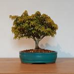 Acer palmatum kiyohime bonsai, Tuin en Terras, Planten | Bomen, In pot, Minder dan 100 cm, Halfschaduw, Overige soorten