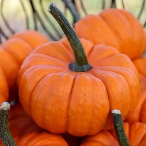 Munchkin F1 oranje geplooid pompoentje kleinverpakking zaden, Hobby en Vrije tijd, Knutselen, Nieuw