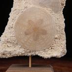 Exclusieve fossiele plaat - zanddollar op originele matrix -, Nieuw