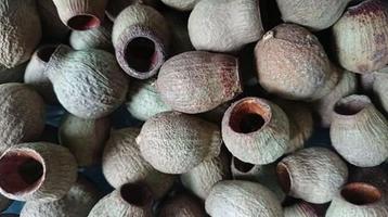 Eucalyptus bells – los ca. 1 kg natuurlijke zaaddozen gum beschikbaar voor biedingen