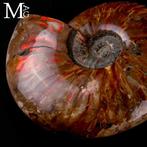 Ammonite fossile en opale rouge - Cleoniceras Ammonite –, Collections, Minéraux & Fossiles