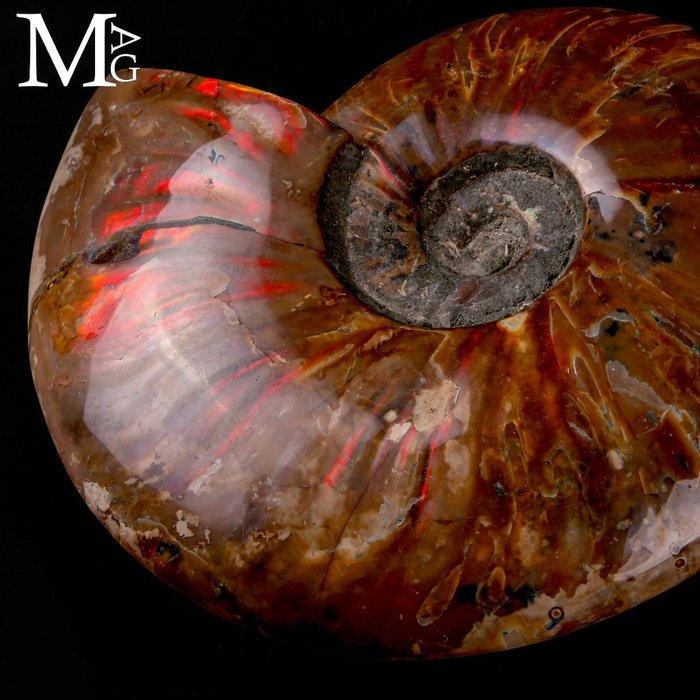 Ammonite fossile en opale rouge - Cleoniceras Ammonite –, Collections, Minéraux & Fossiles