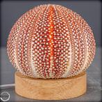 Decoratief Kleidocidaris peroni. Seeigel-Lampe- 92.03 g