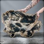 Natuurlijke versteende houten schijf uit Utah, VS - van hoge