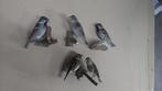 Mussen en kanaries Taxidermie volledige montage - Sparrow, Nieuw