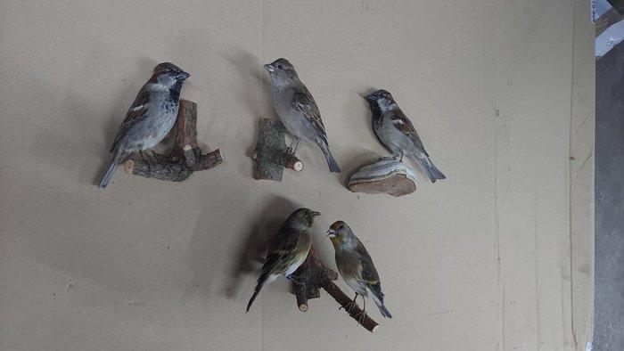 Mussen en kanaries Taxidermie volledige montage - Sparrow, Verzamelen, Dierenverzamelingen