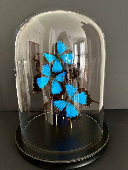Vlinder Taxidermie volledige montage - Papilio Ulysses - 30, Antiek en Kunst, Curiosa en Brocante