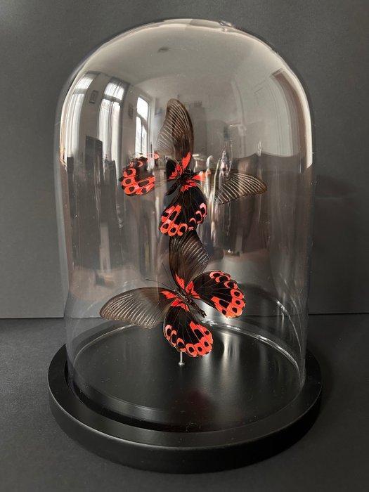Vlinder Taxidermie volledige montage - Papilio Rumanzovia -, Antiek en Kunst, Curiosa en Brocante