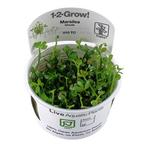 Tropica Marsilea hirsuta 1-2-grow! (easy), Verzenden, Nieuw