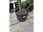 Pinus Op Stam - Sierboom, Tuin en Terras, Planten | Bomen