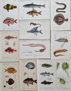 Charles Dessalines DOrbigny - Lot. of 11 plates -