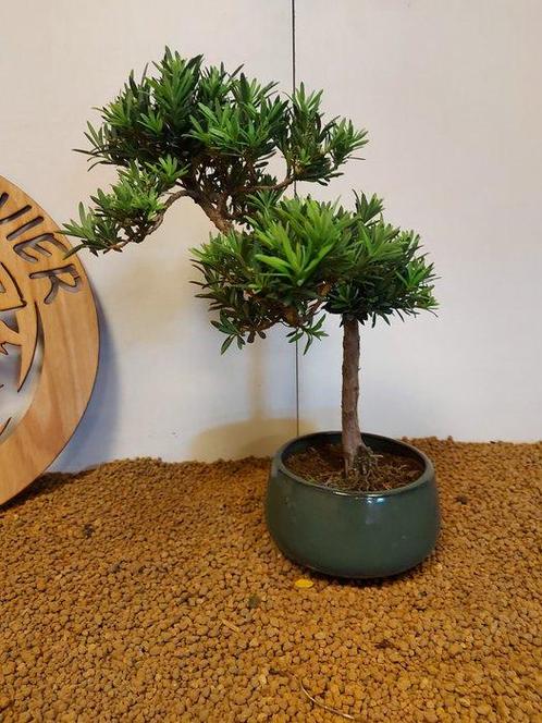Bonsaï Pin des Bouddhistes (Podocarpus macrophyllus) -, Antiek en Kunst, Curiosa en Brocante
