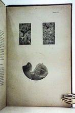 Jules Dagonet - Système nerveux central. Coupes